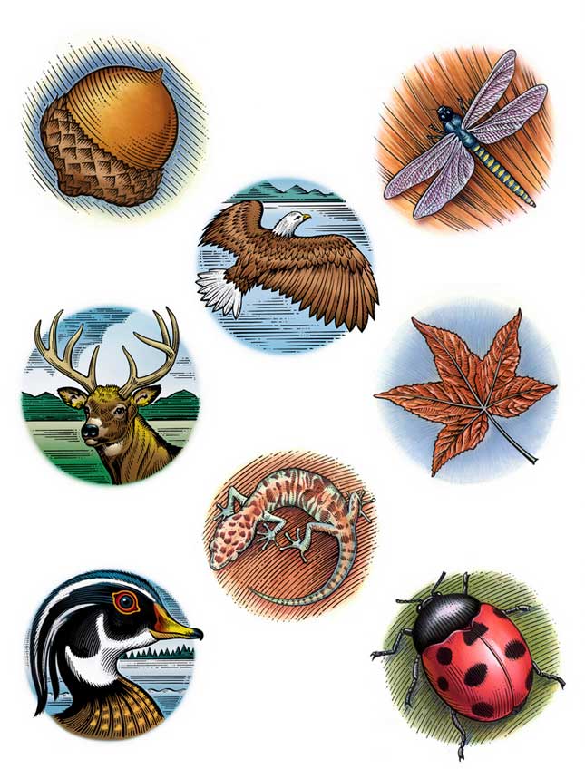 illustration-food-icons-etching-acorn-eagle-leaf-duck-ladybug-Garth Glazier