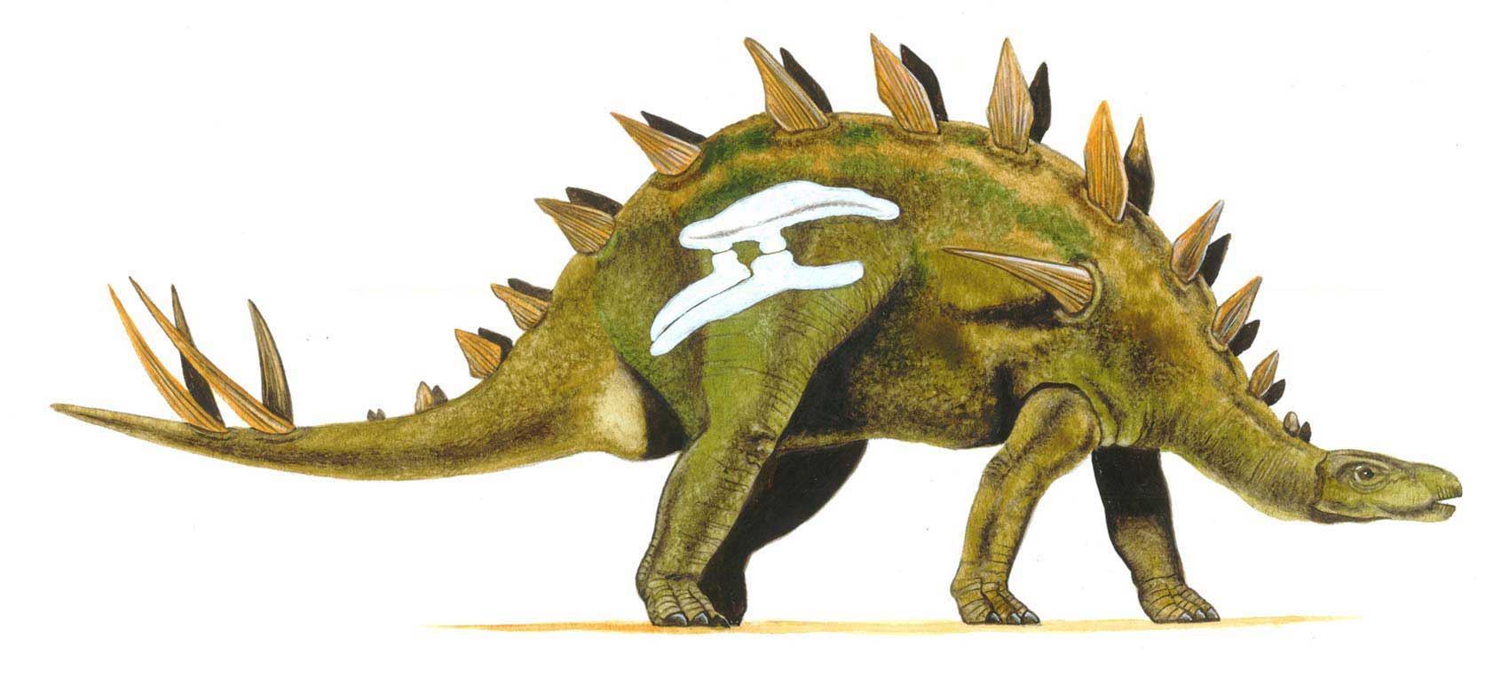 illustration-realistic-animals-dinosaur-stegosaurus