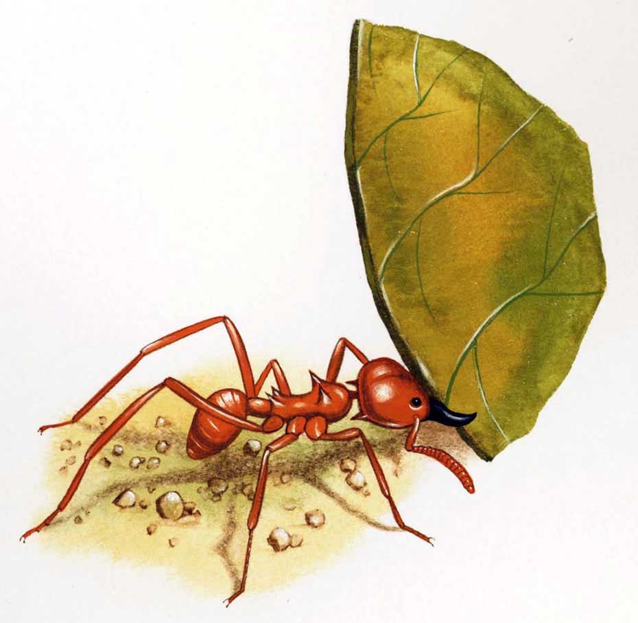 illustration-realistic-animals-insects-Ant