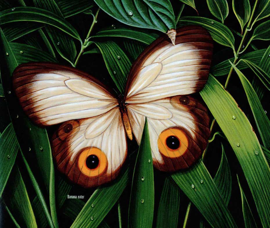 illustration-realistic-animals-insects-butterfly