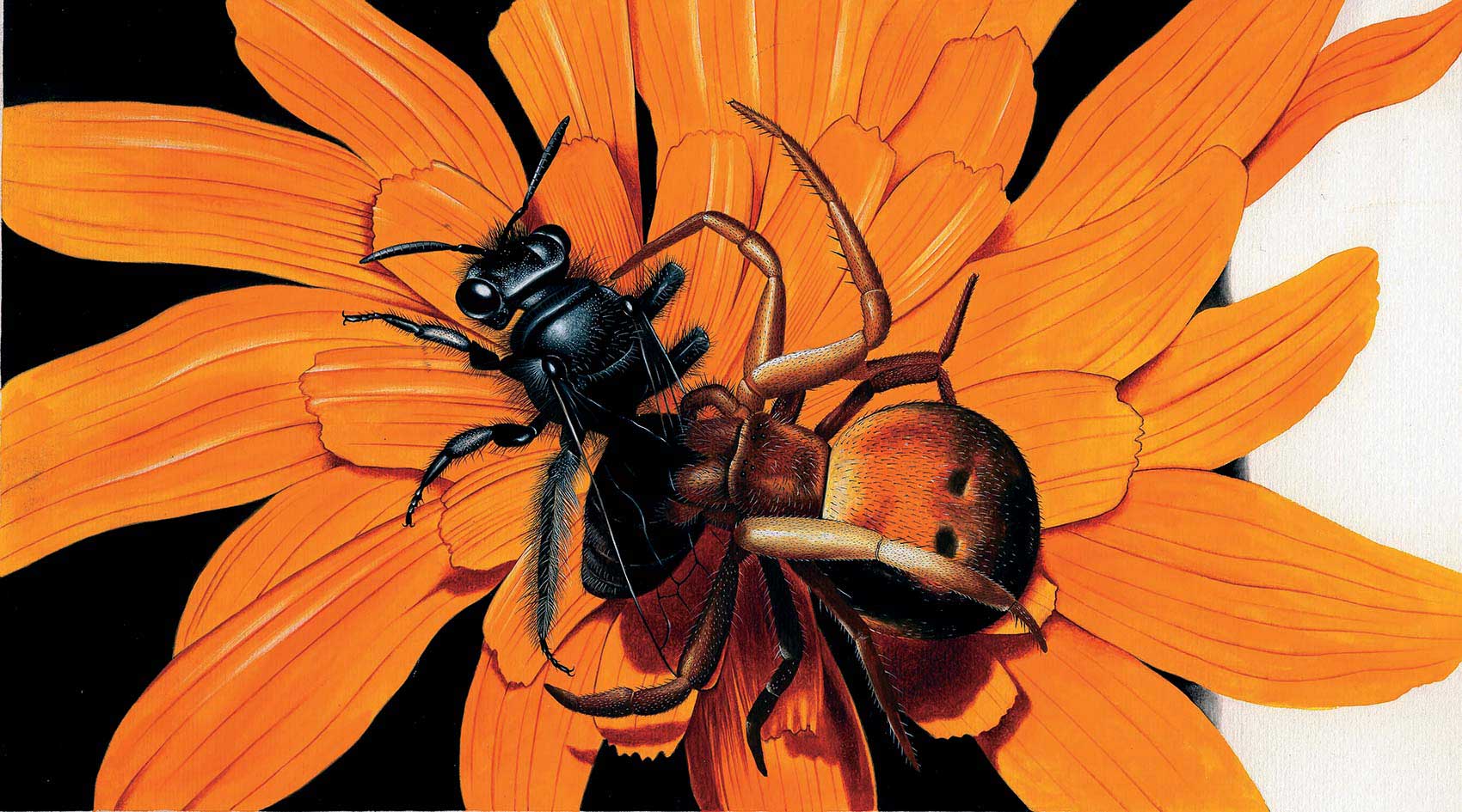 illustration-realistic-animals-insects-spider