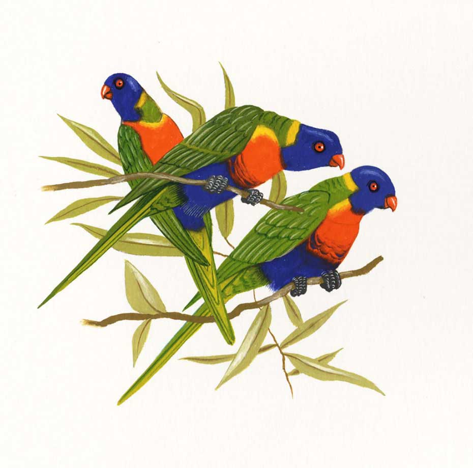 illustration-realistic-animals-parrots