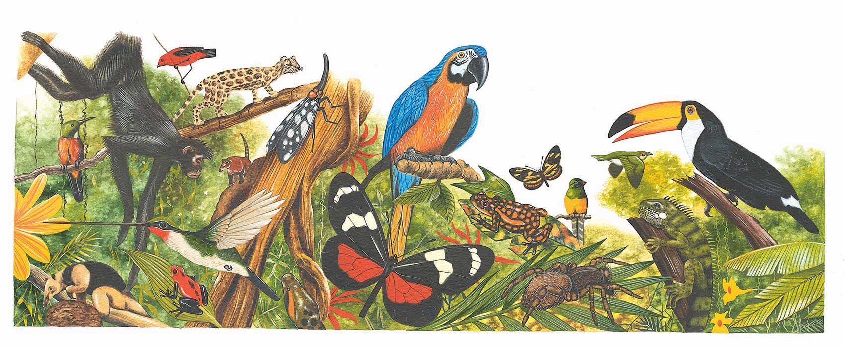 illustration-realistic-animals-rainforest
