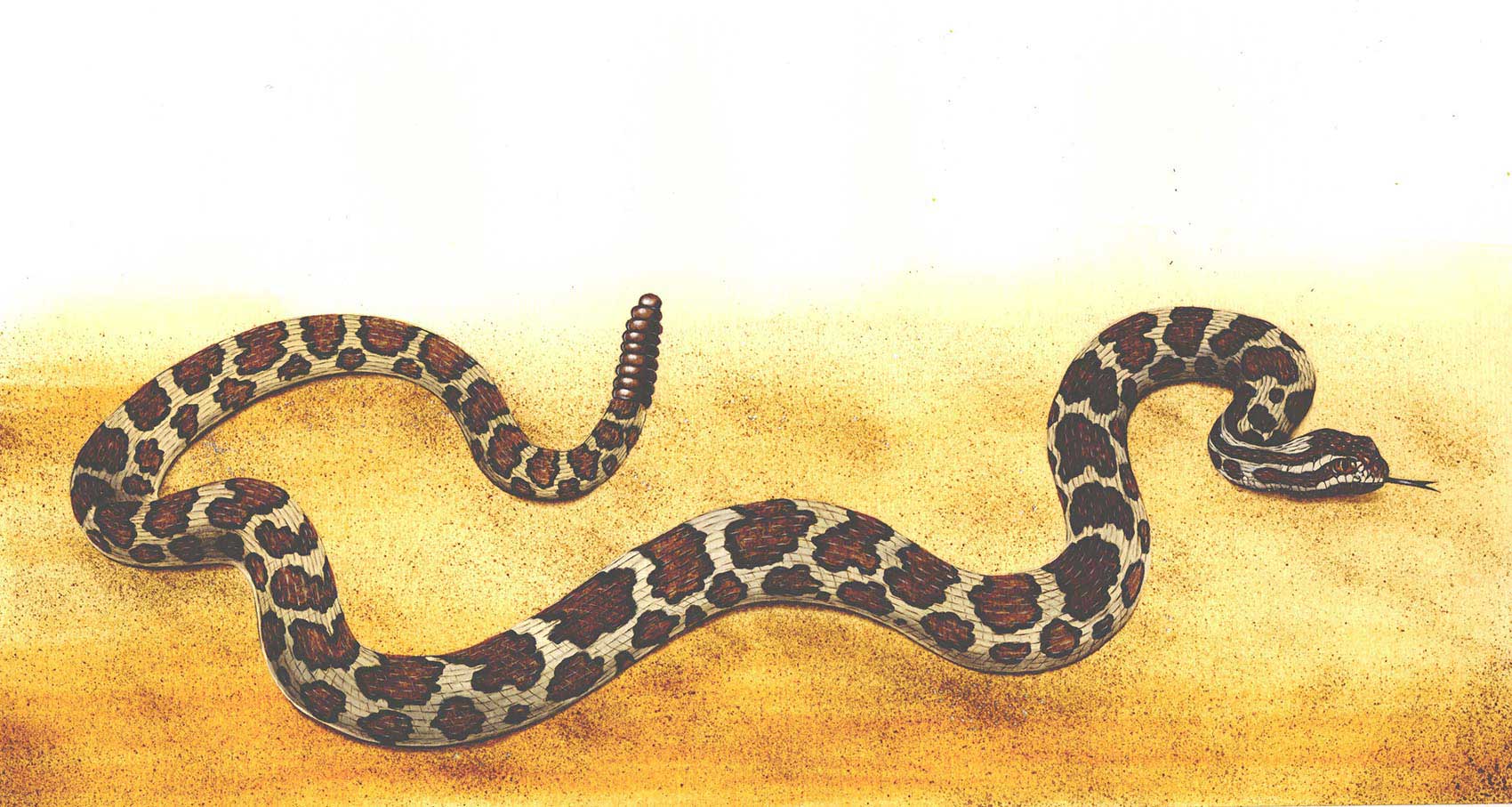 illustration-realistic-animals-rattlesnake