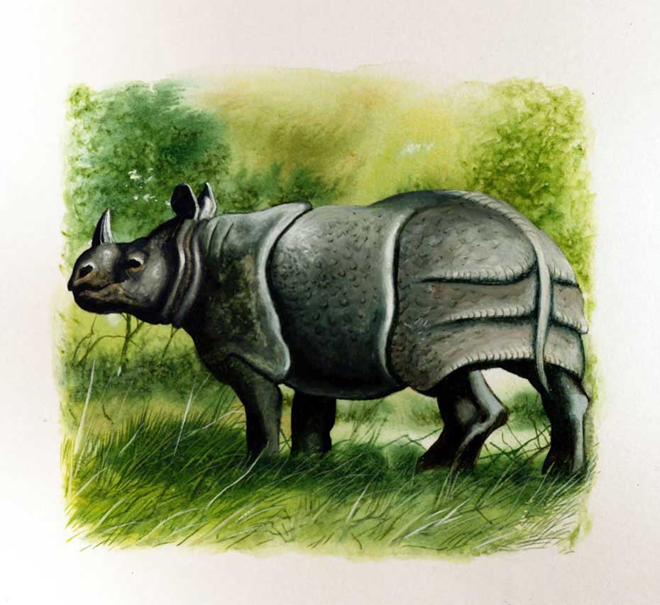 illustration-realistic-animals-rhino