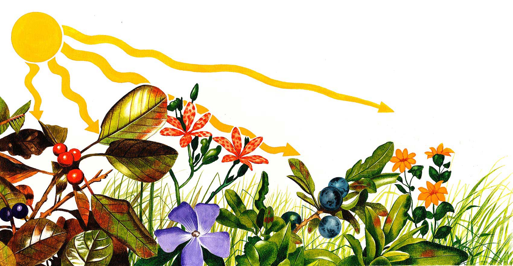 illustration-realistic-landscapes-flowers
