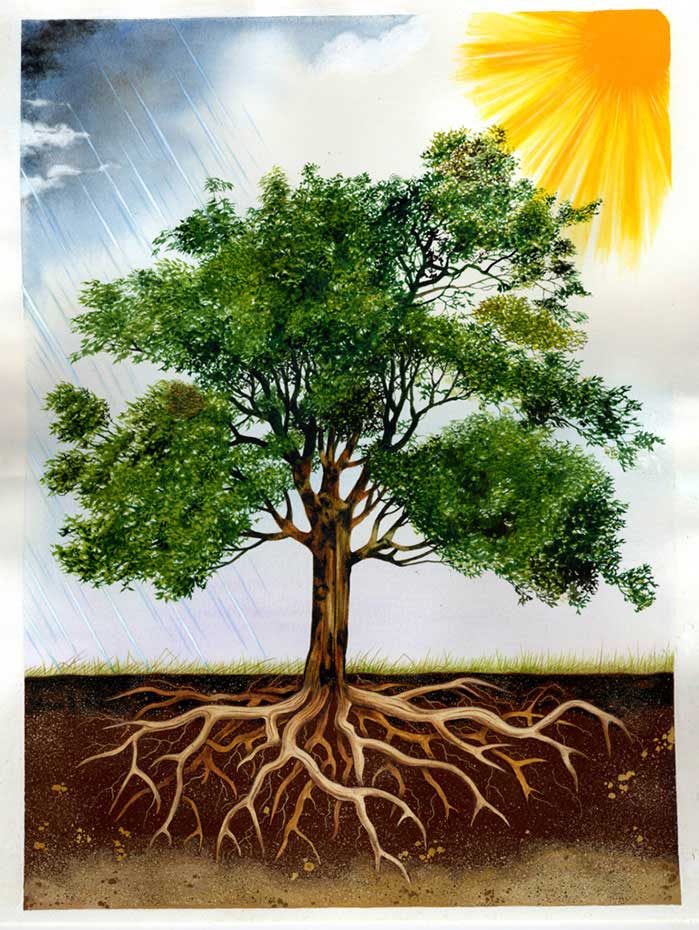 illustration-realistic-landscapes-tree-and-roots