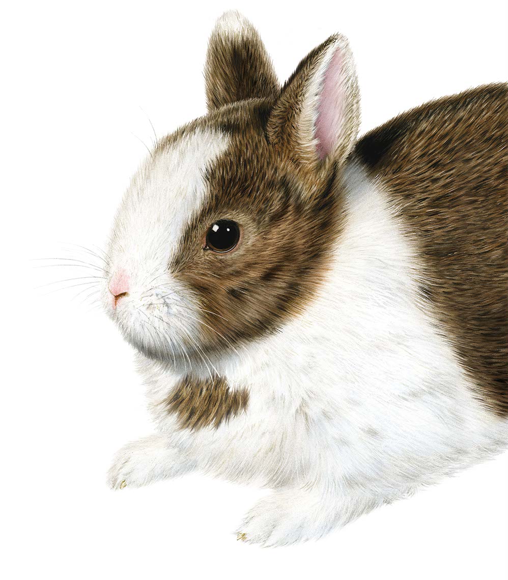 photo-imaging-realistic cute bunny rabbit portrait-Frank Neidhardt